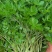 野生山芹菜种子野菜大叶芹东北水芹山区特产蔬菜种野芹菜盆栽