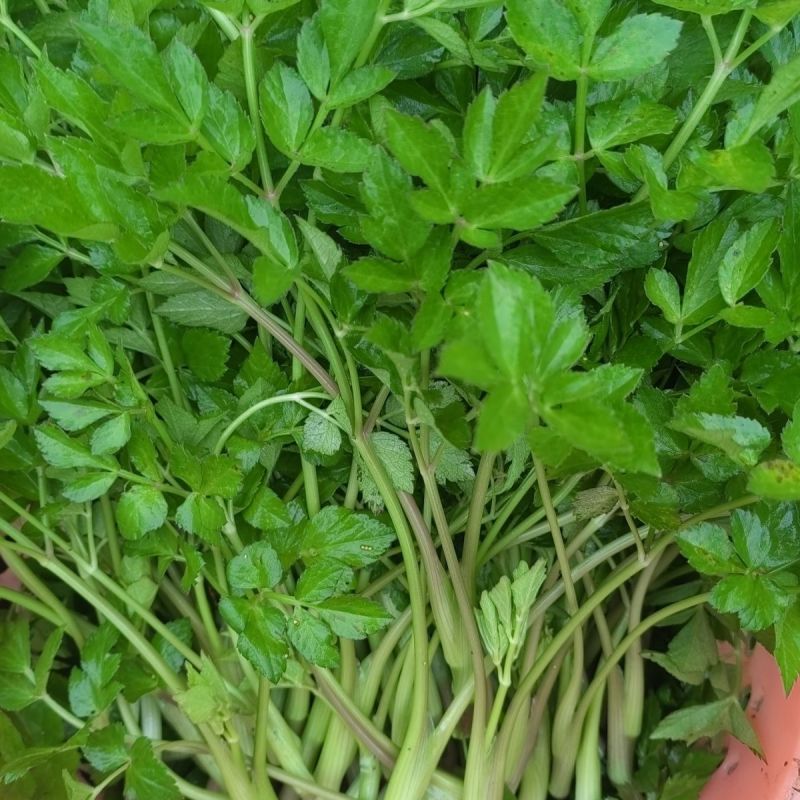 野生山芹菜种子野菜大叶芹东北水芹山区特产蔬菜种野芹菜盆栽