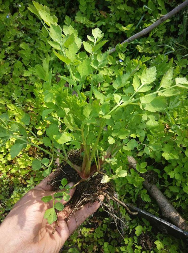 野生山芹菜种子野菜大叶芹东北水芹山区特产蔬菜种野芹菜盆栽