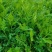 野生山芹菜种子野菜大叶芹东北水芹山区特产蔬菜种野芹菜盆栽