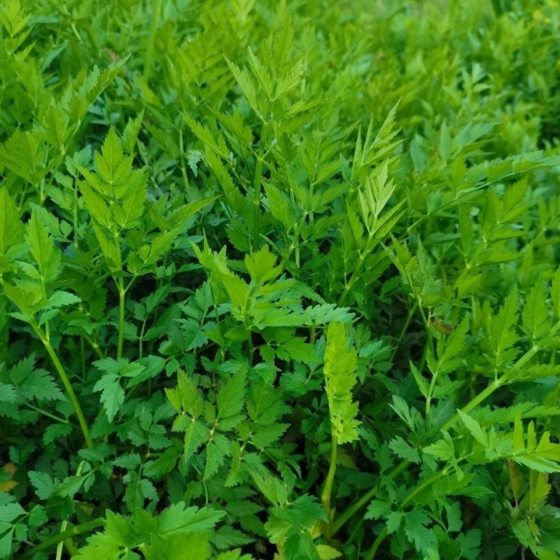 野生山芹菜种子野菜大叶芹东北水芹山区特产蔬菜种野芹菜盆栽