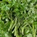 野生山芹菜种子野菜大叶芹东北水芹山区特产蔬菜种野芹菜盆栽