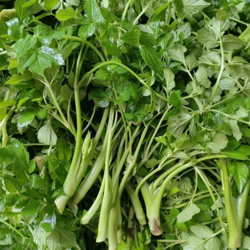 野生山芹菜种子野菜大叶芹东北水芹山区特产蔬菜种野芹菜盆栽