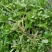 野生山芹菜种子野菜大叶芹东北水芹山区特产蔬菜种野芹菜盆栽