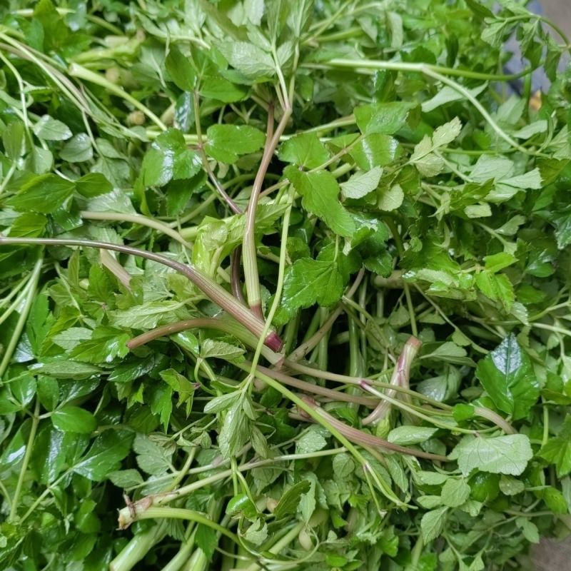 野生山芹菜种子野菜大叶芹东北水芹山区特产蔬菜种野芹菜盆栽