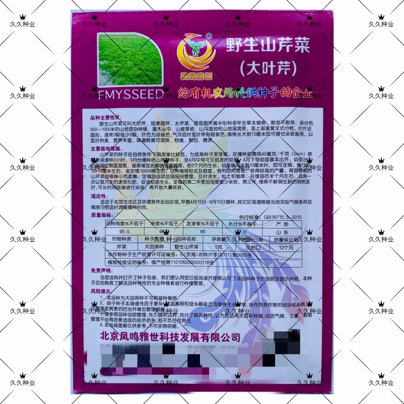 野生山芹菜种子野菜大叶芹东北水芹山区特产蔬菜种野芹菜盆栽