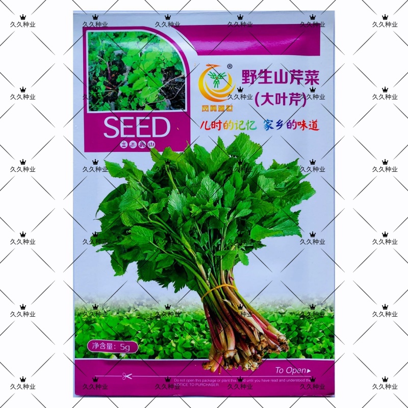 野生山芹菜种子野菜大叶芹东北水芹山区特产蔬菜种野芹菜盆栽