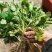 野生山芹菜种子野菜大叶芹东北水芹山区特产蔬菜种野芹菜盆栽