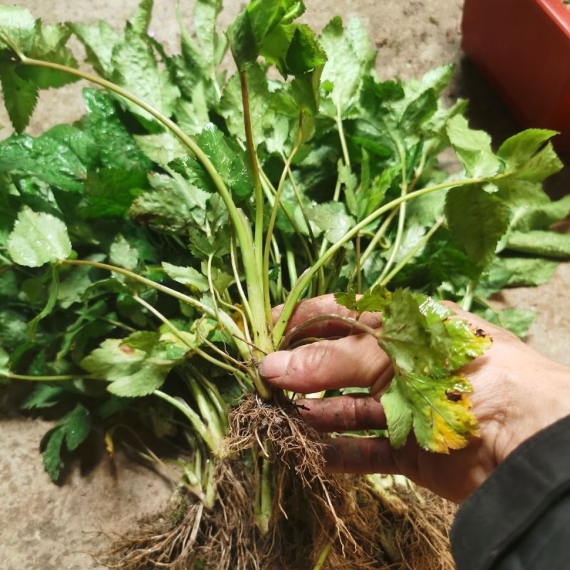 野生山芹菜种子野菜大叶芹东北水芹山区特产蔬菜种野芹菜盆栽