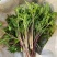 野生山芹菜种子野菜大叶芹东北水芹山区特产蔬菜种野芹菜盆栽