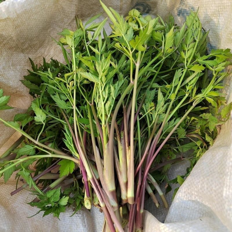 野生山芹菜种子野菜大叶芹东北水芹山区特产蔬菜种野芹菜盆栽