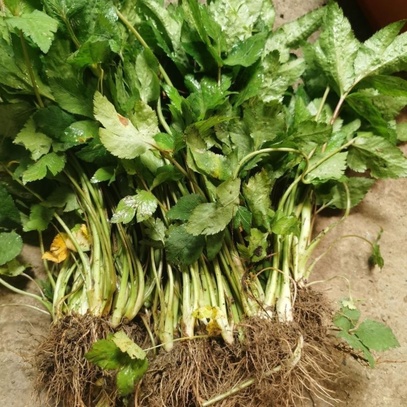 野生山芹菜种子野菜大叶芹东北水芹山区特产蔬菜种野芹菜盆栽