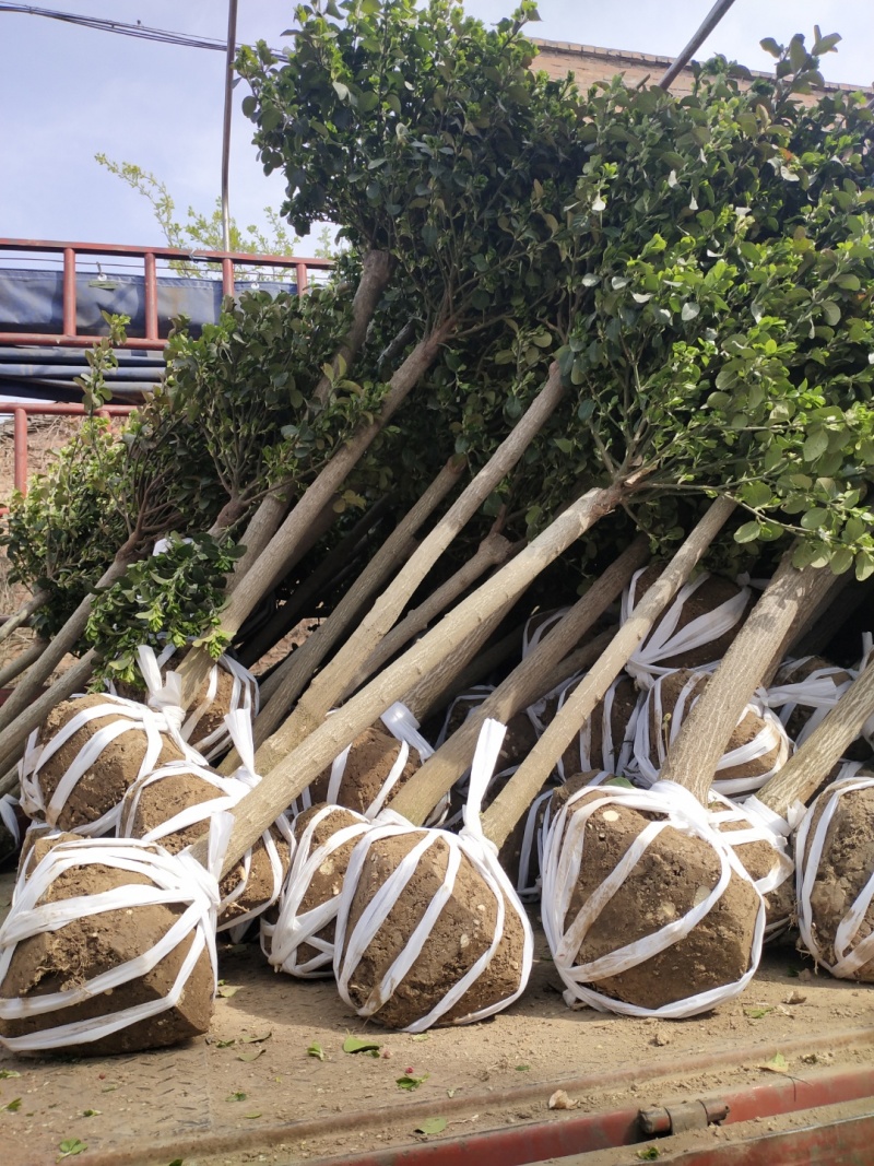 卫矛卫矛苗卫矛高杆卫矛球基地直供营养钵杯苗