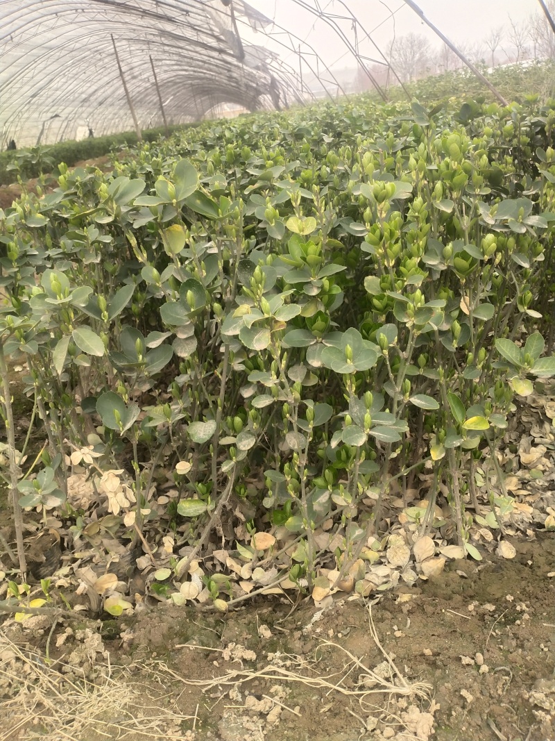 卫矛卫矛苗卫矛高杆卫矛球基地直供营养钵杯苗