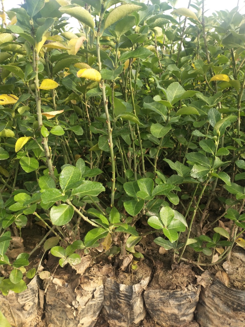 卫矛卫矛苗卫矛高杆卫矛球基地直供营养钵杯苗