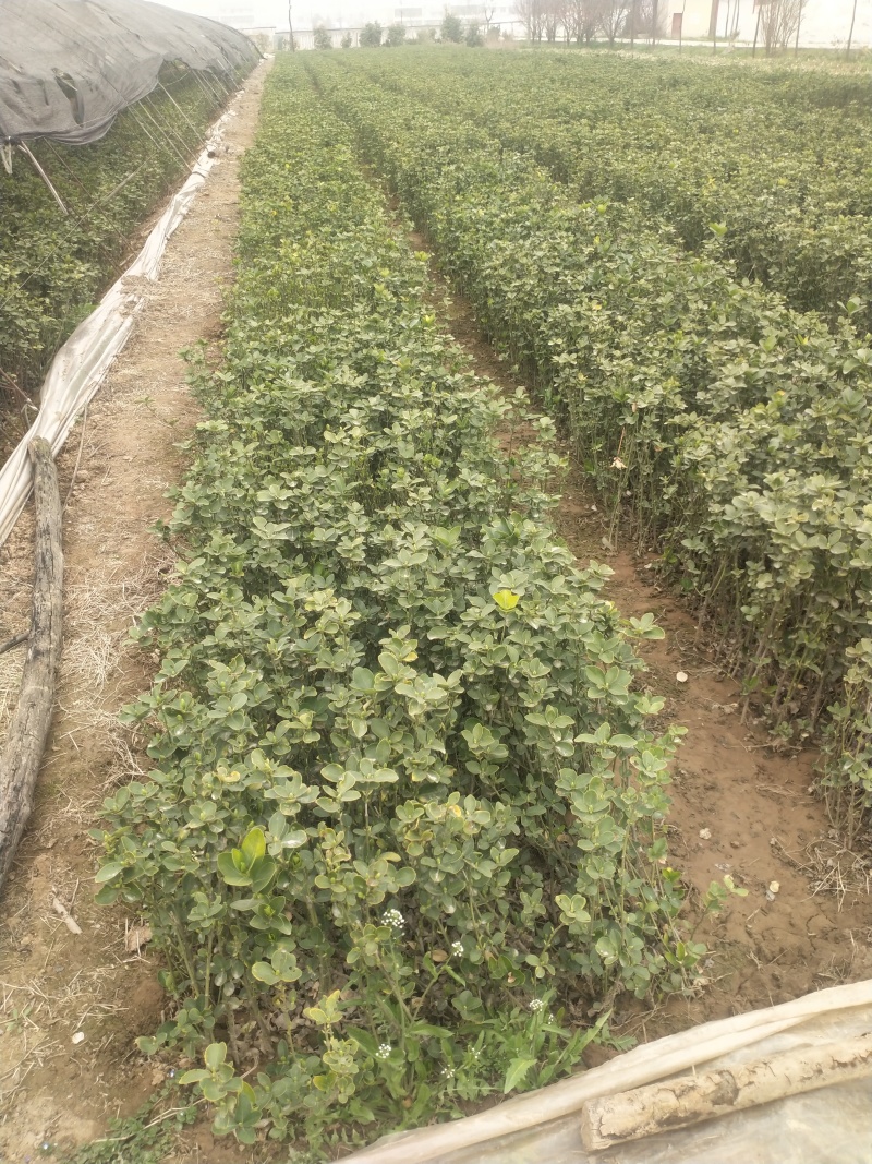卫矛卫矛苗卫矛高杆卫矛球基地直供营养钵杯苗