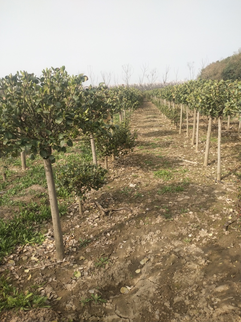 卫矛卫矛苗卫矛高杆卫矛球基地直供营养钵杯苗