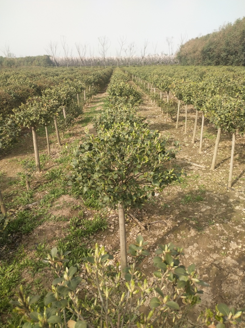 卫矛卫矛苗卫矛高杆卫矛球基地直供营养钵杯苗