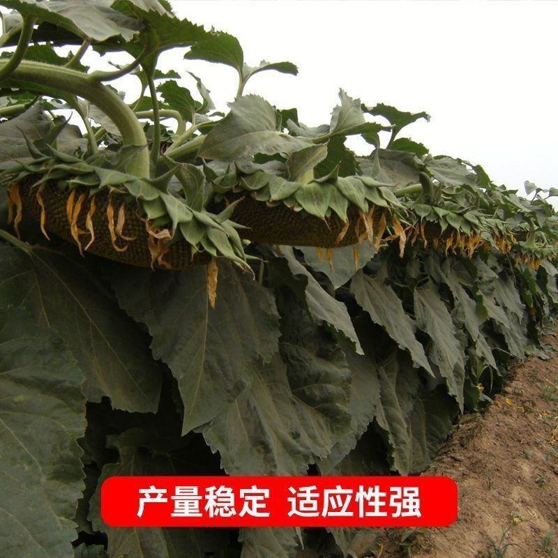 精品矮大头GW667油葵种子高产出油率高向日葵出油王