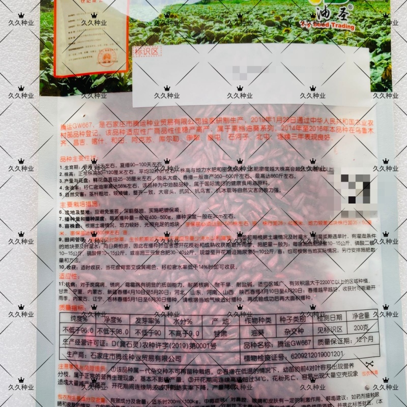 精品矮大头GW667油葵种子高产出油率高向日葵出油王