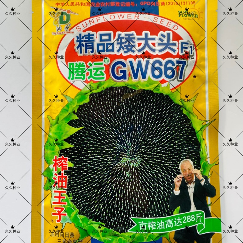 精品矮大头GW667油葵种子高产出油率高向日葵出油王