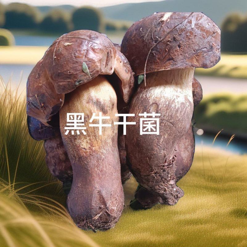黑牛肝菌：菌中之星，美味无限。现采现发！