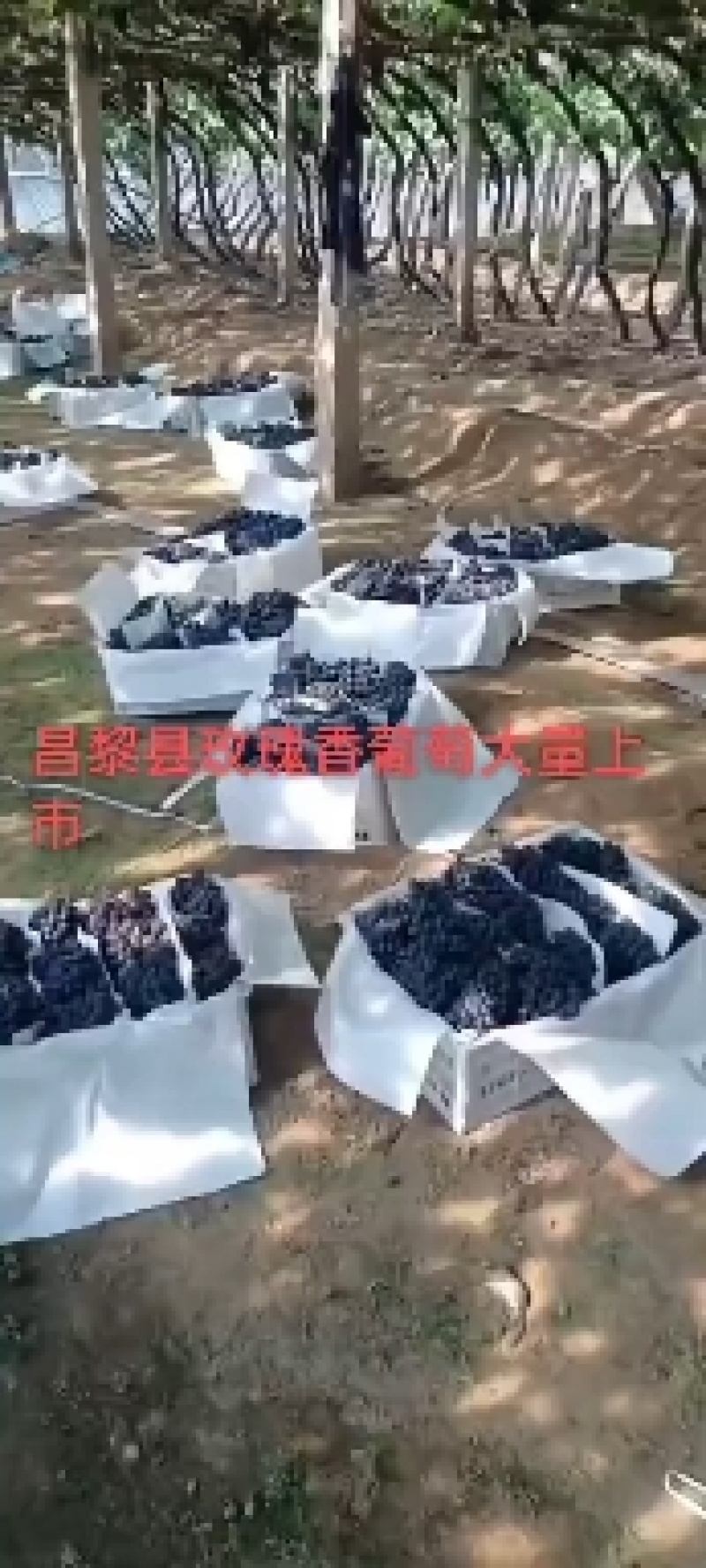 玫瑰香葡萄大量上市！欢迎各地客商前来采购！