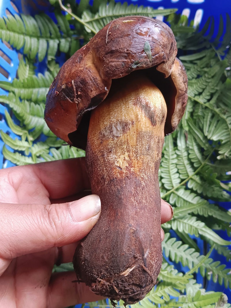 黑牛肝菌：菌中之星，美味无限。现采现发！