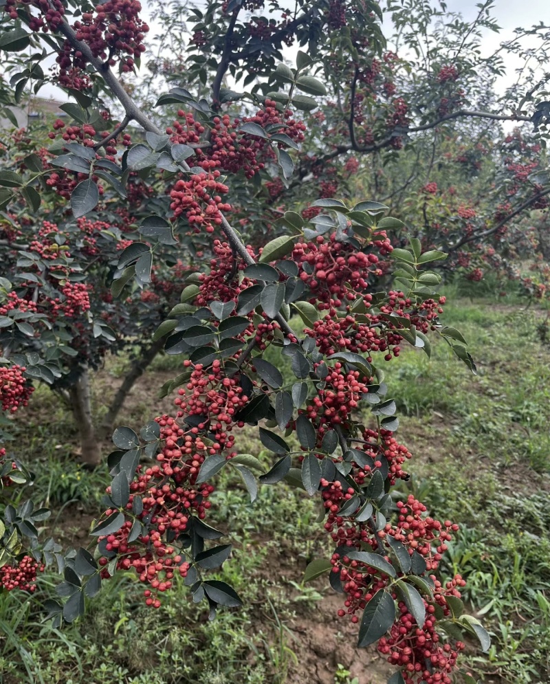 大红袍花椒产地直供量大从优颜色红麻味足无杂质