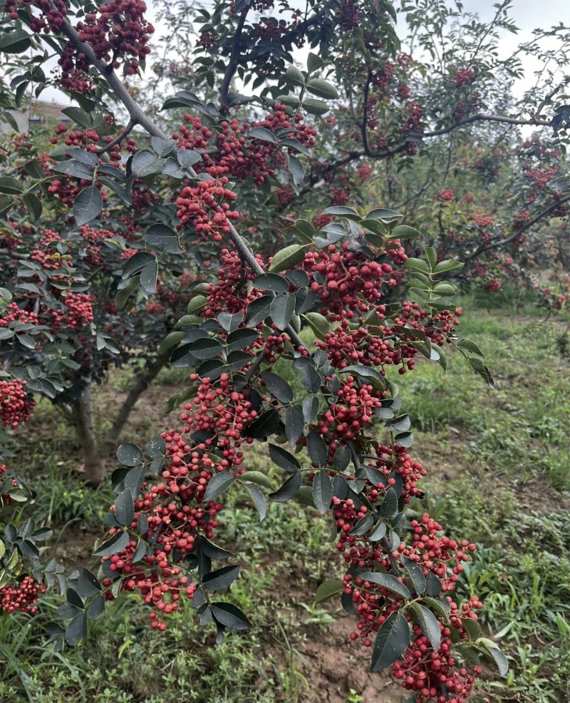 大红袍花椒产地直供量大从优颜色红麻味足无杂质