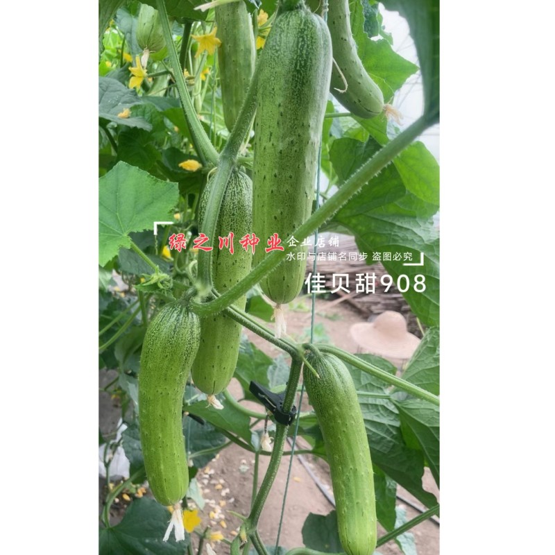 佳贝甜908香脆黄瓜种子全雌水果黄瓜种子甜脆清香绿瓤黄瓜