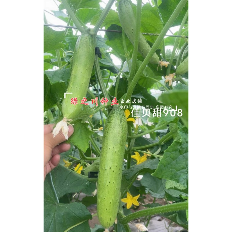 佳贝甜908香脆黄瓜种子全雌水果黄瓜种子甜脆清香绿瓤黄瓜