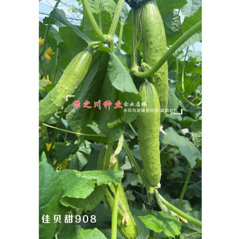 佳贝甜908香脆黄瓜种子全雌水果黄瓜种子甜脆清香绿瓤黄瓜