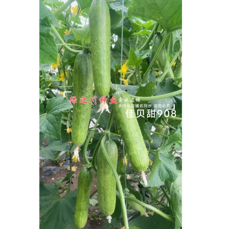佳贝甜908香脆黄瓜种子全雌水果黄瓜种子甜脆清香绿瓤黄瓜