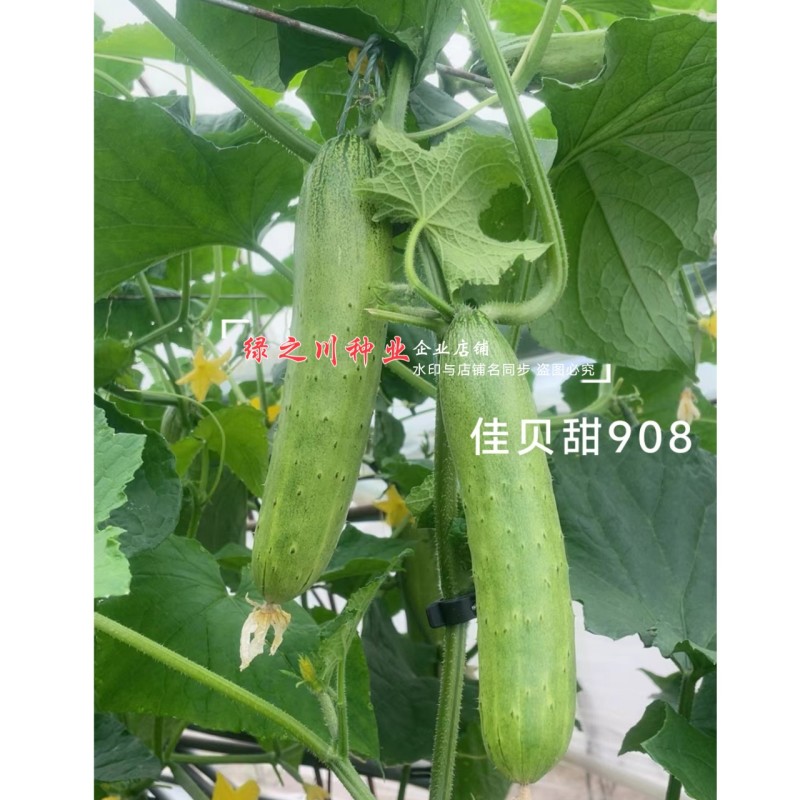 佳贝甜908香脆黄瓜种子全雌水果黄瓜种子甜脆清香绿瓤黄瓜