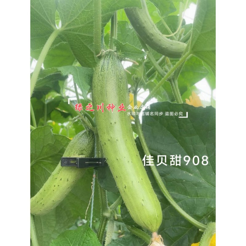 佳贝甜908香脆黄瓜种子全雌水果黄瓜种子甜脆清香绿瓤黄瓜