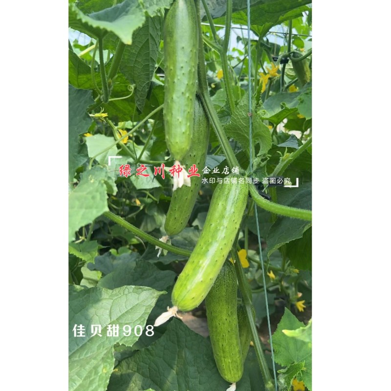 佳贝甜908香脆黄瓜种子全雌水果黄瓜种子甜脆清香绿瓤黄瓜