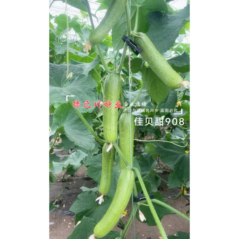 佳贝甜908香脆黄瓜种子全雌水果黄瓜种子甜脆清香绿瓤黄瓜