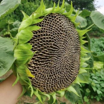 茁泰TY8601矮杂交食葵矮大头种子大粒食用向日葵种子