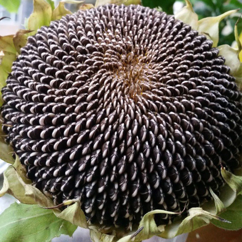 茁泰TY8601矮杂交食葵矮大头种子大粒食用向日葵种子