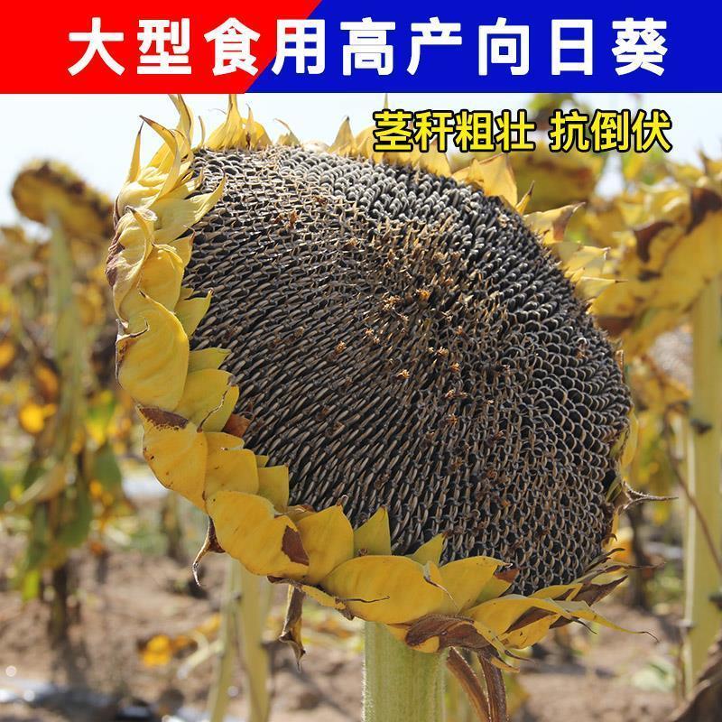 茁泰TY8601矮杂交食葵矮大头种子大粒食用向日葵种子