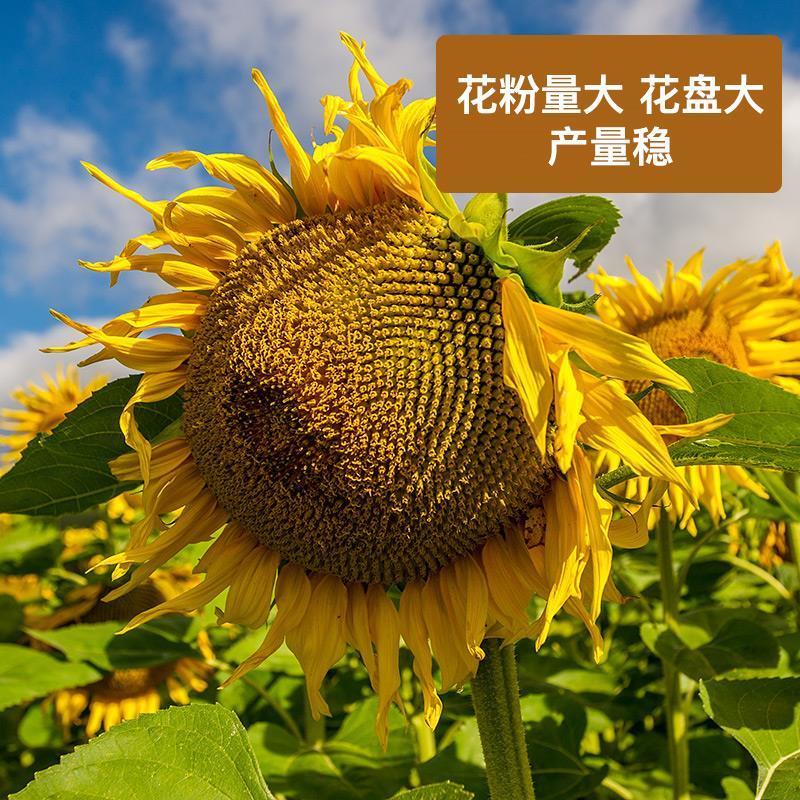 茁泰TY8601矮杂交食葵矮大头种子大粒食用向日葵种子