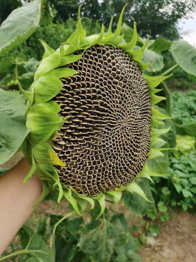 茁泰TY8601矮杂交食葵矮大头种子大粒食用向日葵种子