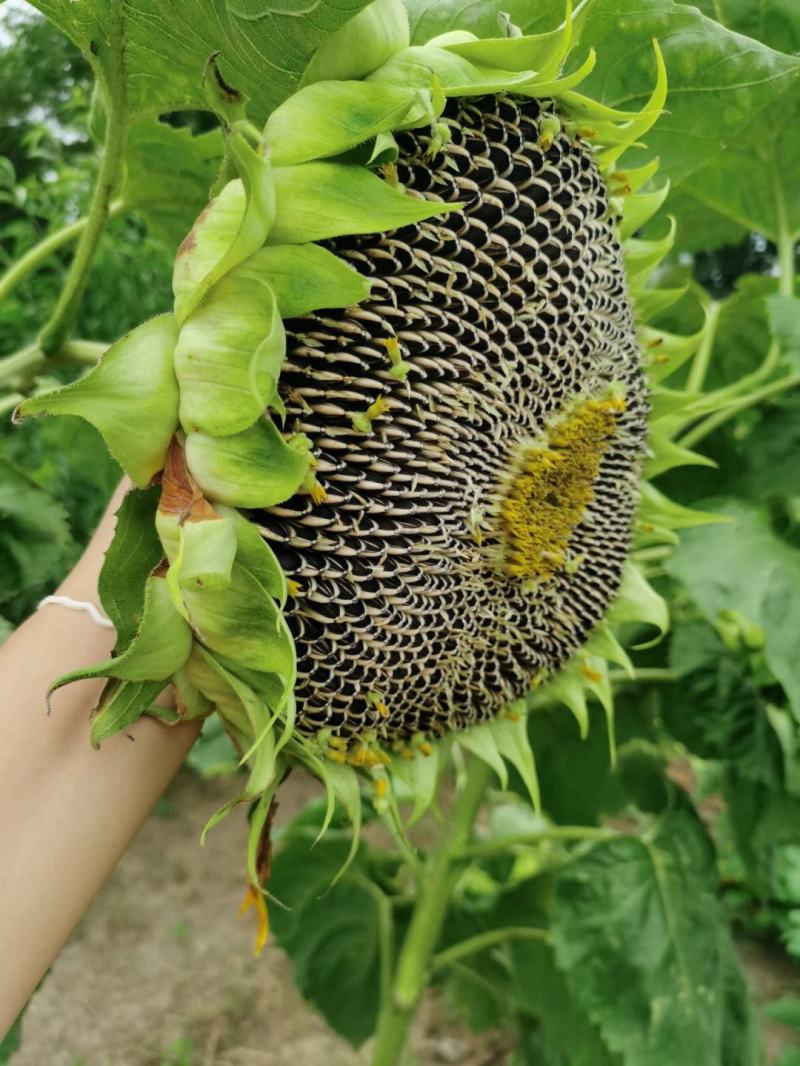 茁泰TY8601矮杂交食葵矮大头种子大粒食用向日葵种子