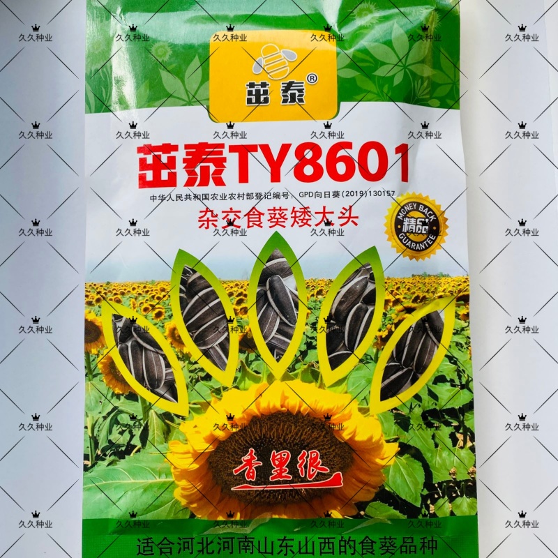 茁泰TY8601矮杂交食葵矮大头种子大粒食用向日葵种子