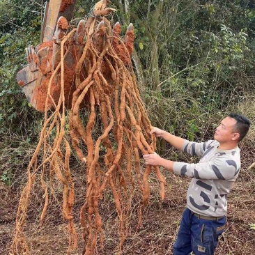 牛大力，包邮