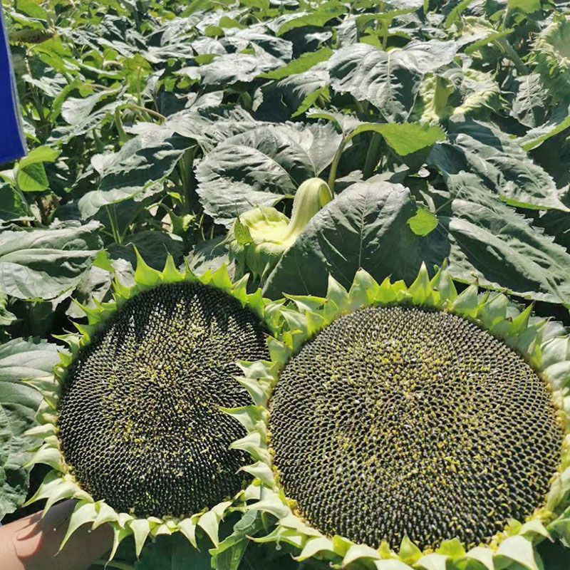 绿宝美食葵种子商产耐旱耐低温耐盐碱抗倒伏葵花种子