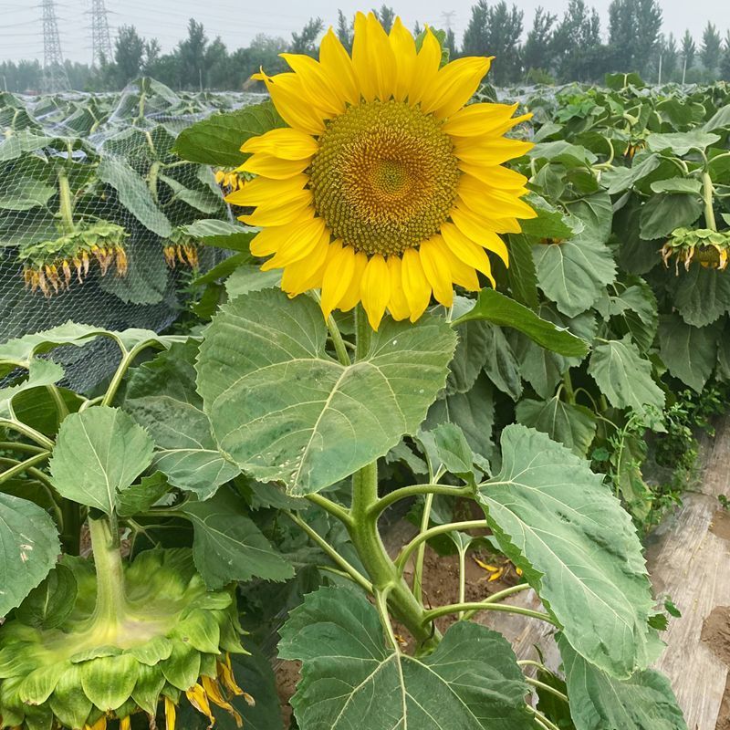 绿宝美食葵种子商产耐旱耐低温耐盐碱抗倒伏葵花种子