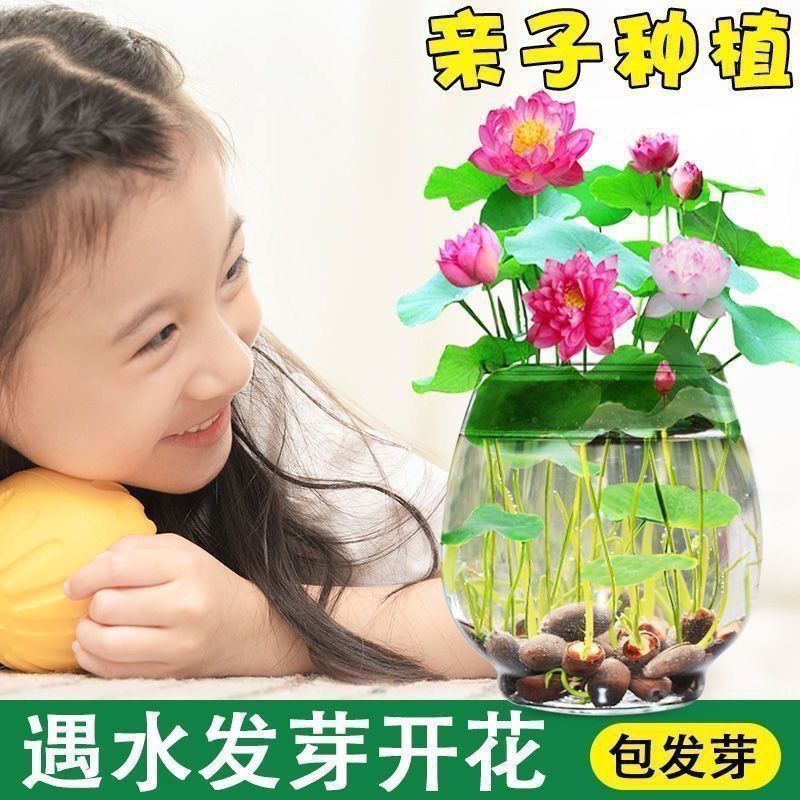 碗莲种子四季播种，水培植物，见水就活1斤400多粒