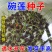 碗莲种子四季播种，水培植物，见水就活1斤400多粒